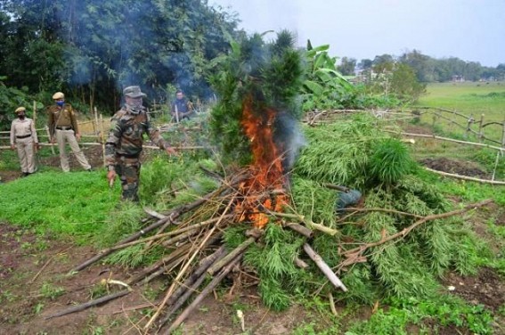 Police destroyed Ganja Plantation at AMC Ward No-4 